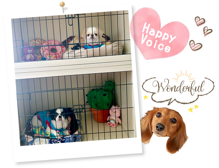 取得する 箱 倍増 2 段 ケージ 犬 窓 固執 修正