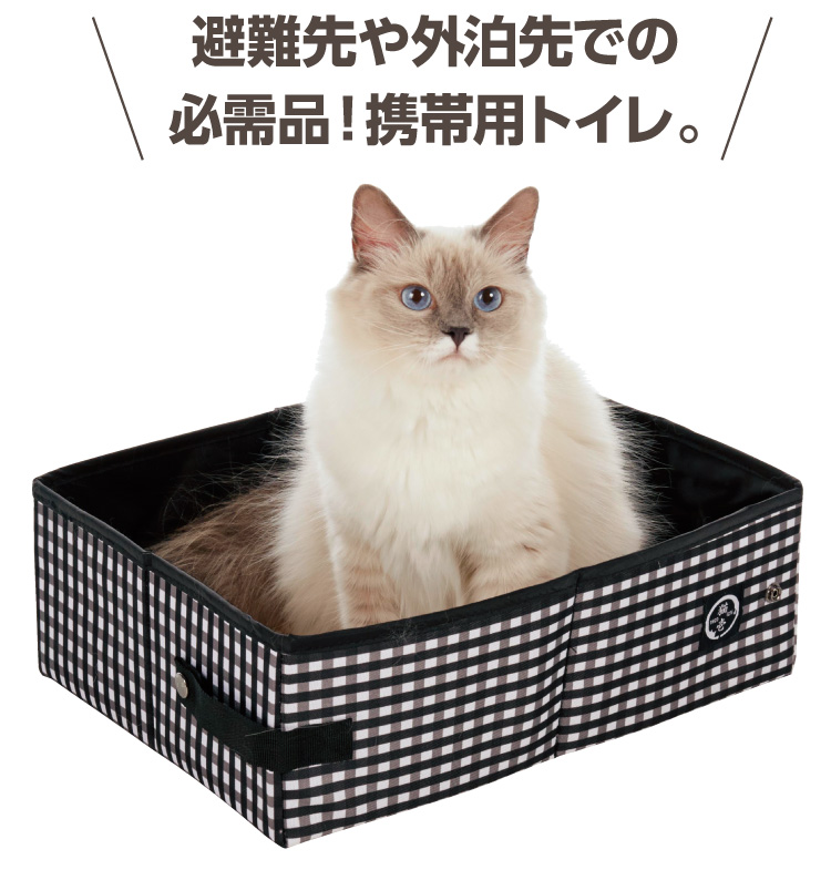 【極レア】本物保証 ドーム・ナンシー 猫 11_0302_l.jpg
