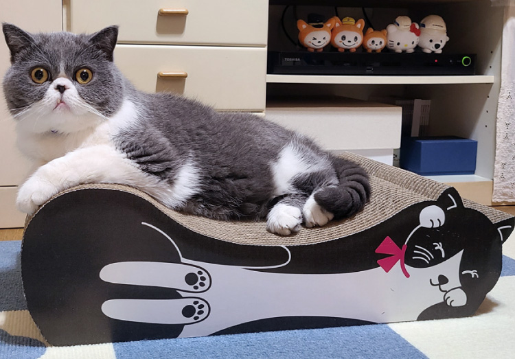 特大 猫 爪研ぎ 段ボール ベッド 爪とぎ サークル う 大きい大型 特大 猫 爪研ぎ 段ボール ベッド 爪とぎ サークル う 大きい大型