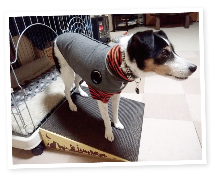 わんこスロープ｜ ペット用品の通販サイト ペピイ（PEPPY）