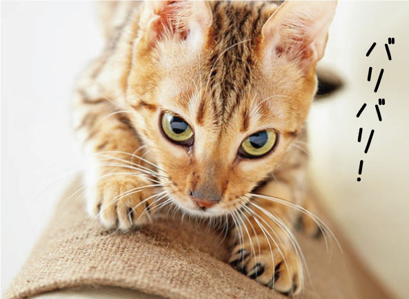 どこでも爪とぎマット 猫用麻製爪とぎ 引っ掻き対策 ペット用品の通販サイト ペピイ Peppy