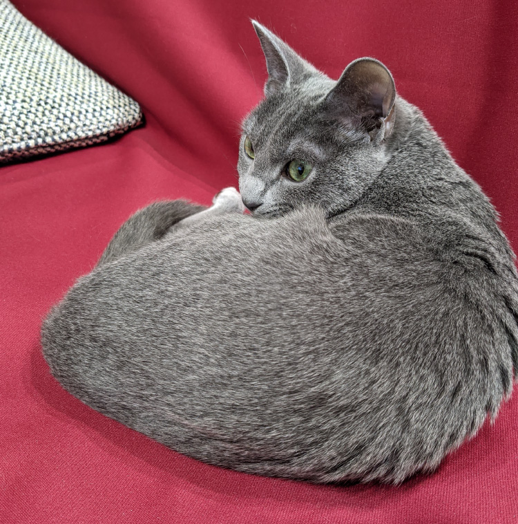 あんしん＆やわらか防水マルチカバー（犬 猫 ソファ）｜ ペット
