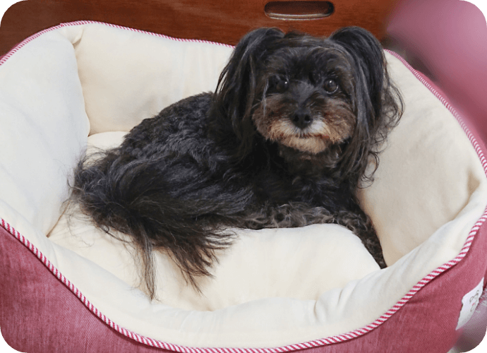 ☆Sippole 2WAYもちふわスクエアベッド｜ ペット用品の通販