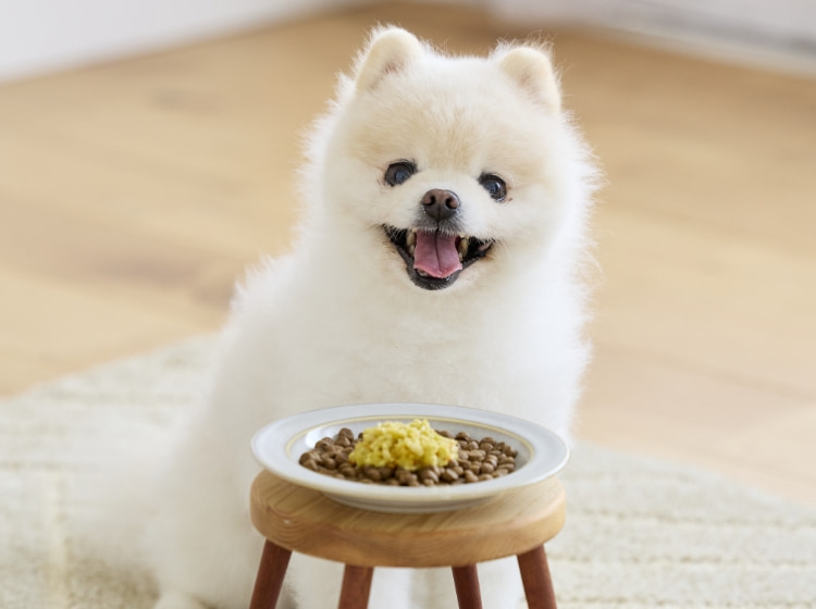 わんごはんのおとも フリーズドライ｜ ペット用品の通販サイト ペピイ