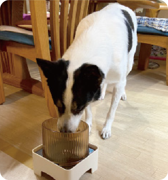 わんごはんのおとも フリーズドライ｜ ペット用品の通販サイト ペピイ