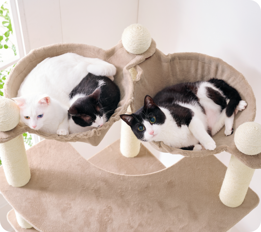 多頭用大きなダブルハンモックタワー（高さ170cm 据え置き型 多頭飼い