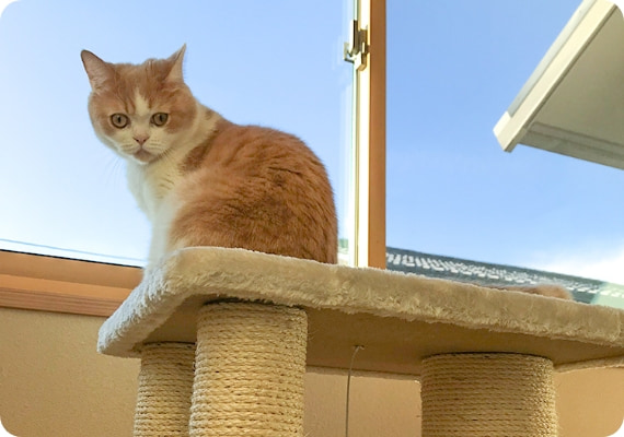 ペピイ　キャットタワー　廃盤品 PEPPY キャットタワー ローステップタワー 全高97cm 据え置き