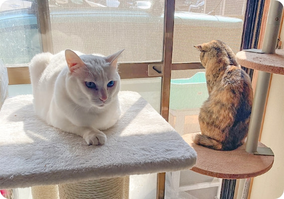ペピイ　キャットタワー　廃盤品 キャットスクラッチポール (爪とぎタワー 高さ85cm)｜ ペット