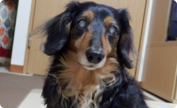 ぶつかりと挟まりを防ぐやわらかクッション（犬の徘徊対策）｜ ペット