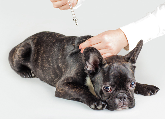 ワクチンで予防できる犬の病気