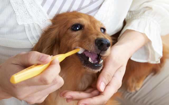 犬の歯周病を予防する方法