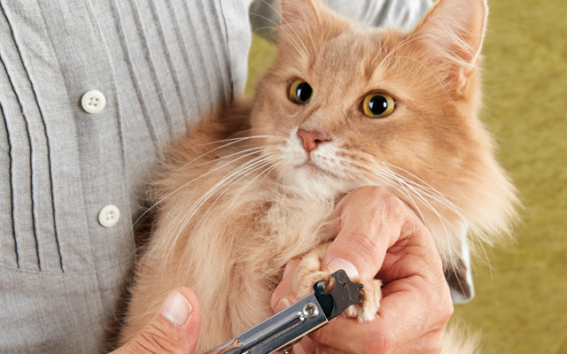 猫の爪切りは必要 猫の爪切りが簡単にできるコツや嫌がる猫ちゃん対策を獣医師が紹介 ペット用品の通販サイト ペピイ Peppy