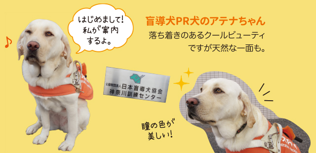 日本盲導犬協会へ取材に行ってきました ペット用品の通販サイト ペピイ Peppy