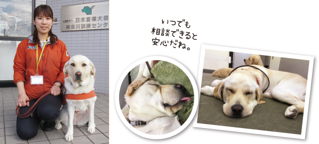 日本盲導犬協会へ取材に行ってきました ペット用品の通販サイト ペピイ Peppy