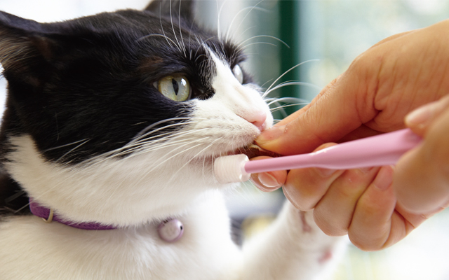 猫は人より歯周病になりやすい