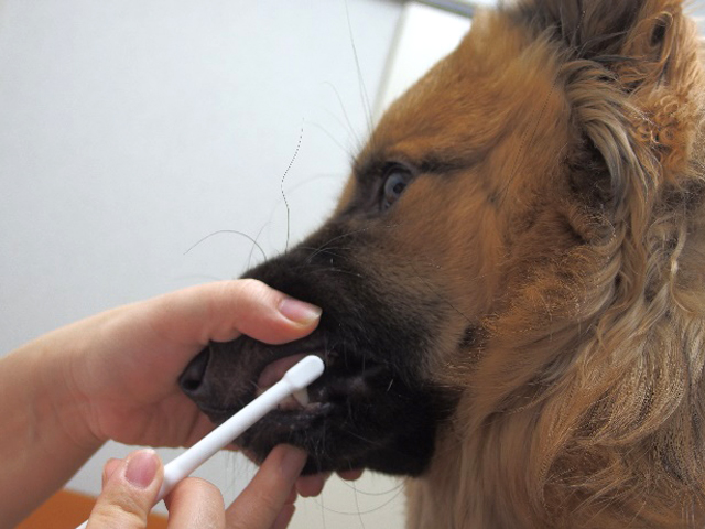 犬の歯ブラシの慣らし方