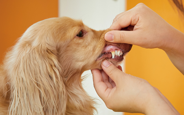 犬は人より歯周病になりやすい