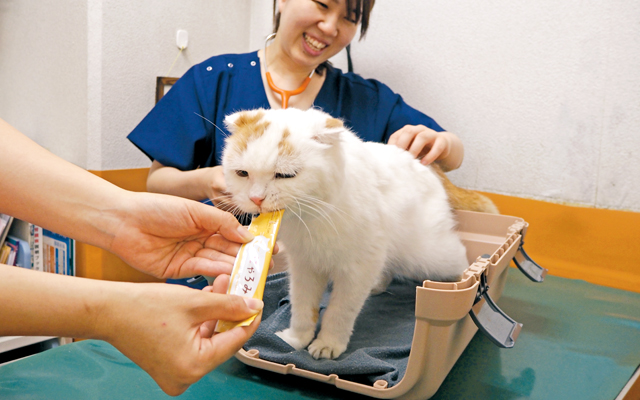 病院が苦手な猫の飼い主さん必見のキャットファーストな通院術