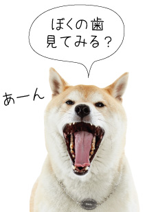 犬猫の歯周病ケア