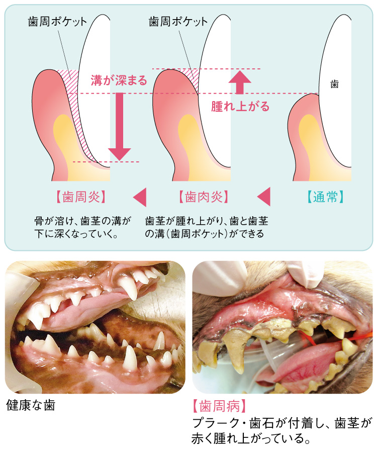 おしえて 獣医師さん 犬のデンタルケア ペット用品の通販サイト ペピイ Peppy