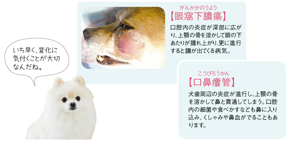 犬猫の歯肉炎の悪化招く更なるトラブル