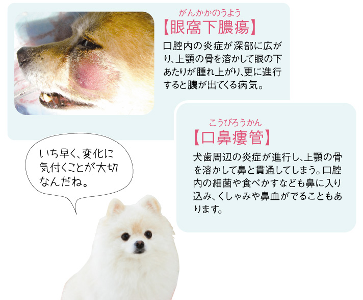 おしえて 獣医師さん 犬のデンタルケア ペット用品の通販サイト ペピイ Peppy