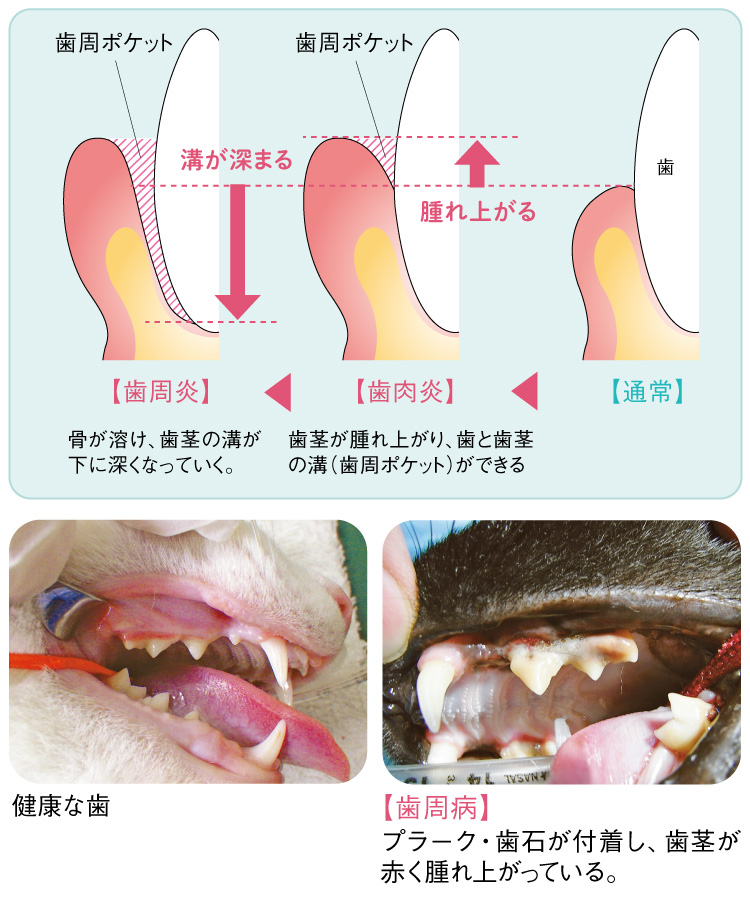 猫 歯 周 病 治療