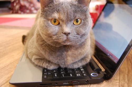 愛猫がパソコンのキーボードを乗っ取り、その場に居座って微動だにせず