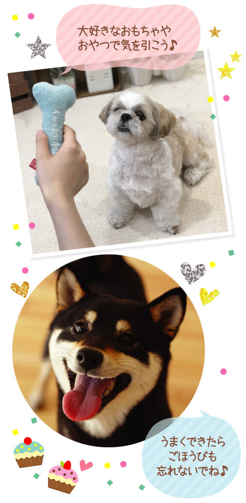 主役はうちの子！簡単♪カメラ講座 - ペット用品の通販サイト ペピイ