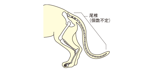 猫の気持ちがわかる しっぽの役割と使い方で猫の気持ちを知る方法を獣医師が伝授 ペット用品の通販サイト ペピイ Peppy