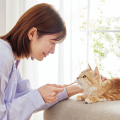 【愛玩動物看護師監修】諦めなくても大丈夫！成猫から始める歯磨き