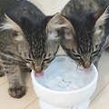 【獣医師監修】猫の膀胱炎と水分不足が関係？｜水を飲まない子の飲水量を増やす工夫と再発予防