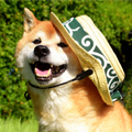 【獣医師監修】犬の熱中症の症状と対策｜水分補給のコツと危険なサイン