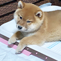 【獣医師監修】犬の軟便・下痢が続く｜乳酸菌おやつで腸内環境を整える？毎日の取り入れ方