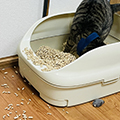【獣医師監修】猫トイレの砂が飛び散ることにお困りの飼い主様へ｜今日からできる対策と環境の整え方