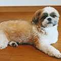 【獣医師監修】犬の関節炎とは？｜症状・原因・受診の目安と自宅でできるケア