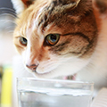 【獣医師監修】猫の尿の色が変わる原因とは？｜考えられる病気とチェック方法