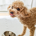 【獣医師監修】犬の介護は環境づくりが大切｜老犬を支える介護用品と床対策