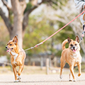 【獣医師監修】犬の散歩後には足を拭く必要がある？｜犬の接触性皮膚炎とスキンケアについて解説