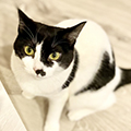 【獣医師監修】猫の正しい目元ケアと病気が疑われるサイン｜猫の結膜炎について詳しく解説