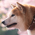 【獣医師監修】犬の耳が赤いときは注意！｜外耳炎の原因・症状・受診の目安と耳のケア
