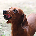 【獣医師監修】犬のよだれが多いのはなぜ？｜考えられる原因と動物病院を受診したい症状・日常ケア