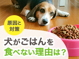 犬がごはんを食べてくれない５つの理由と特徴 食事を促す対処法について動物看護師が解説 ペット用品の通販サイト ペピイ Peppy