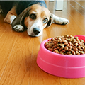 【獣医師監修】犬がごはんを食べない理由と対処法を解説！