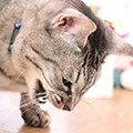 【獣医師監修】猫が吐く原因は？病気の可能性や対処法について解説