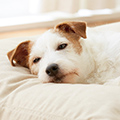 犬の咳、くしゃみ、鼻水の原因とは？考えられる病気と対処法を獣医師が解説！
