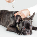 犬がワクチン接種で予防できる病気の総まとめ