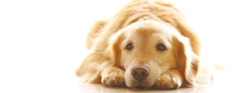 犬が吐く理由は 犬の嘔吐の原因や対処法 子犬の嘔吐について獣医師が解説 ペット用品の通販サイト ペピイ Peppy