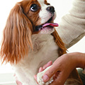 【動物看護師監修】犬の爪切りの方法と成功の秘訣！嫌がる愛犬は日頃のケアで解決