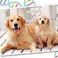 いま、「犬の遺伝子検査」に注目！